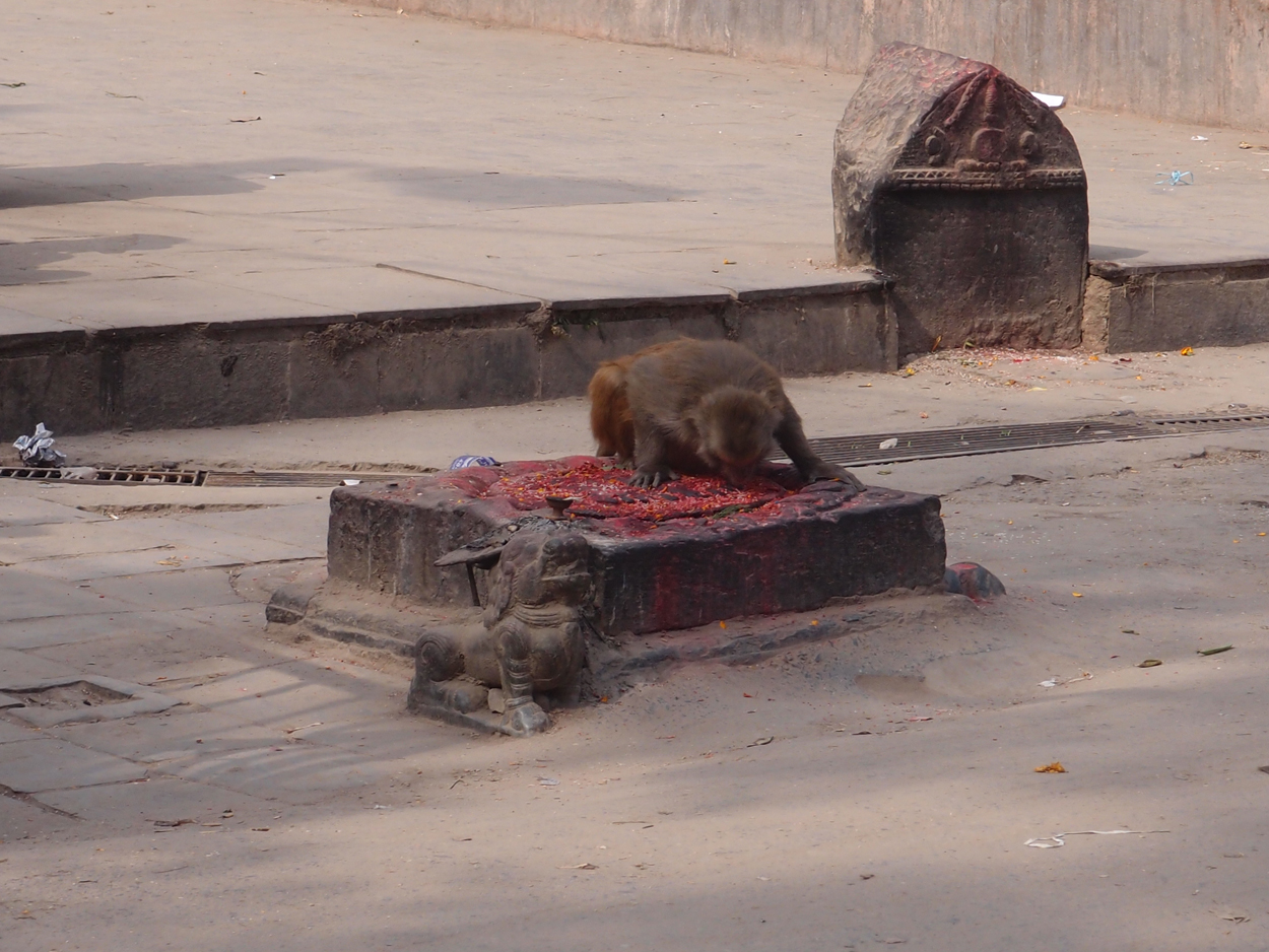 2018-01-14 13 Uhr - Am Tempel (Audio, Foto) 